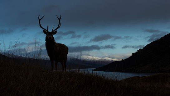 Red deer.