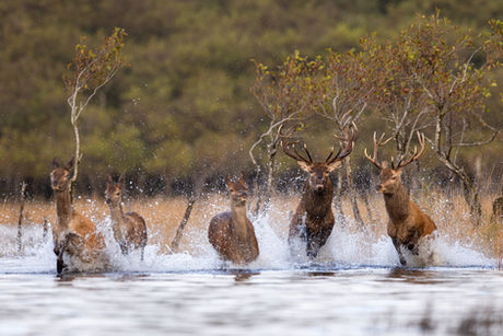 Red deer