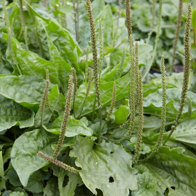 Source: https://www.rhs.org.uk/plants/42126/plantago-major/details