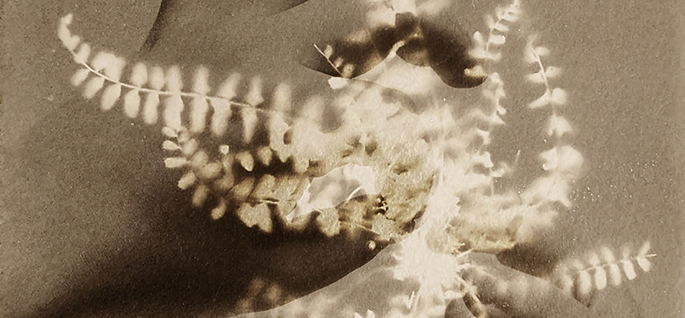 Mostra fotografica “Herbarium. I fiori sono rimasti rosa” di Alessandra Calò