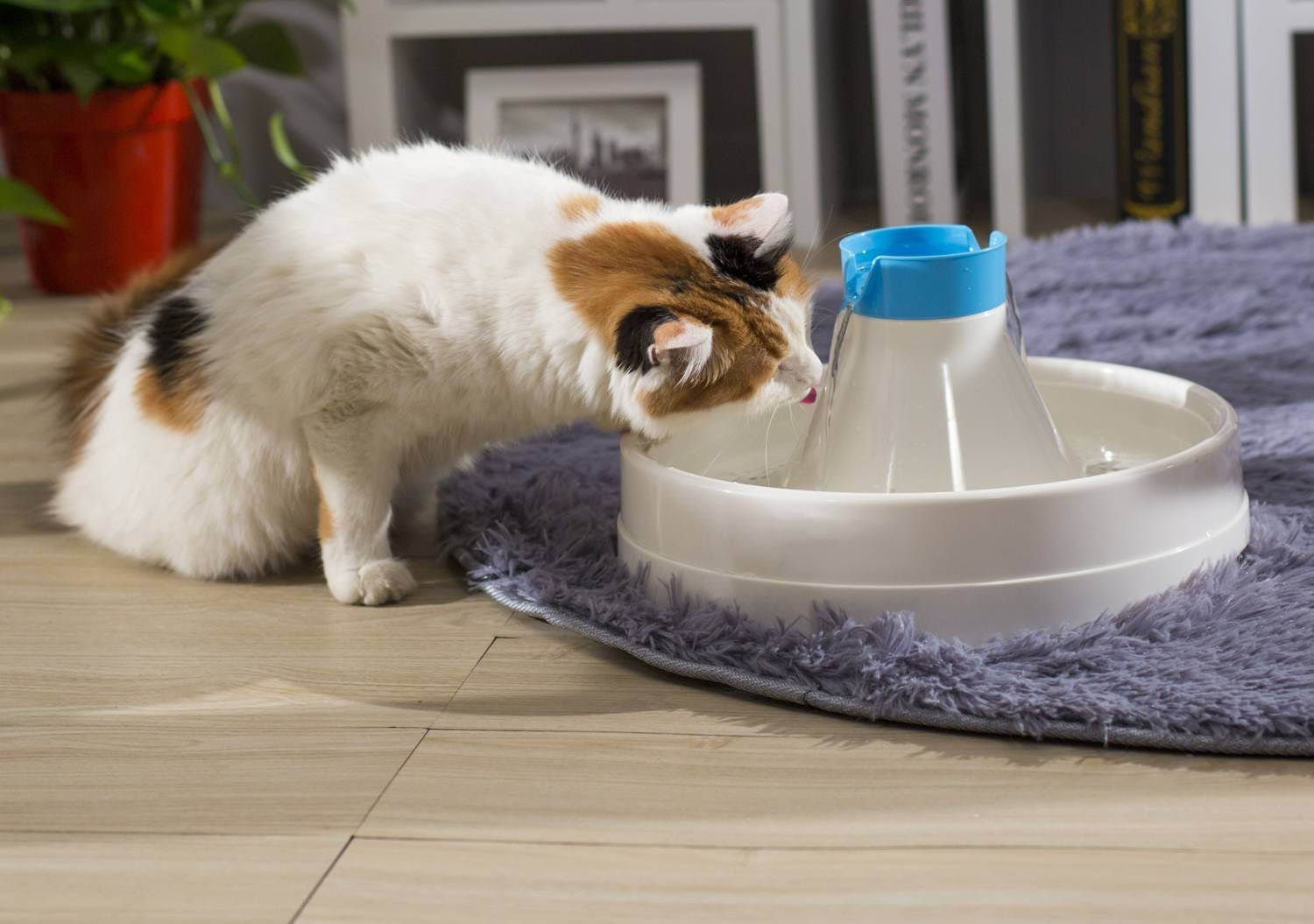 FUENTE DE AGUA OASIS AZUL