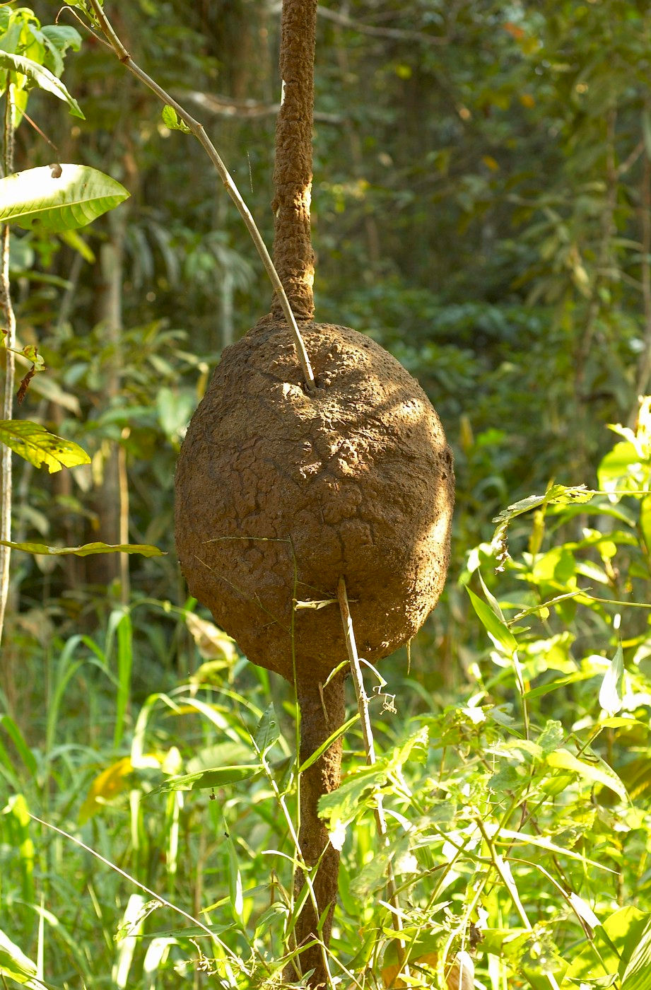 TERMITERO