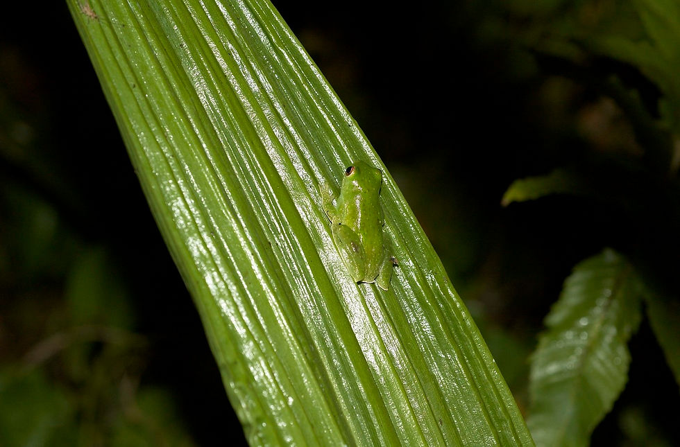 DESCONOCIDO