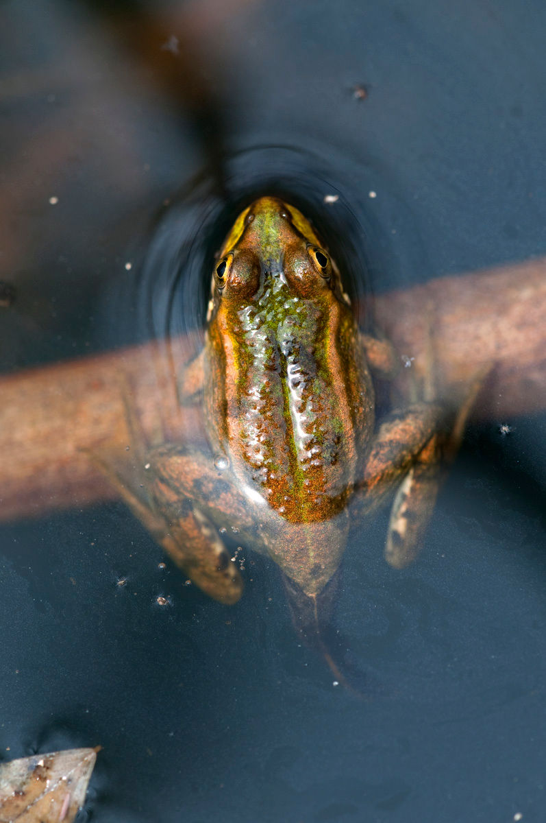 PELOPHYLAX PEREZI