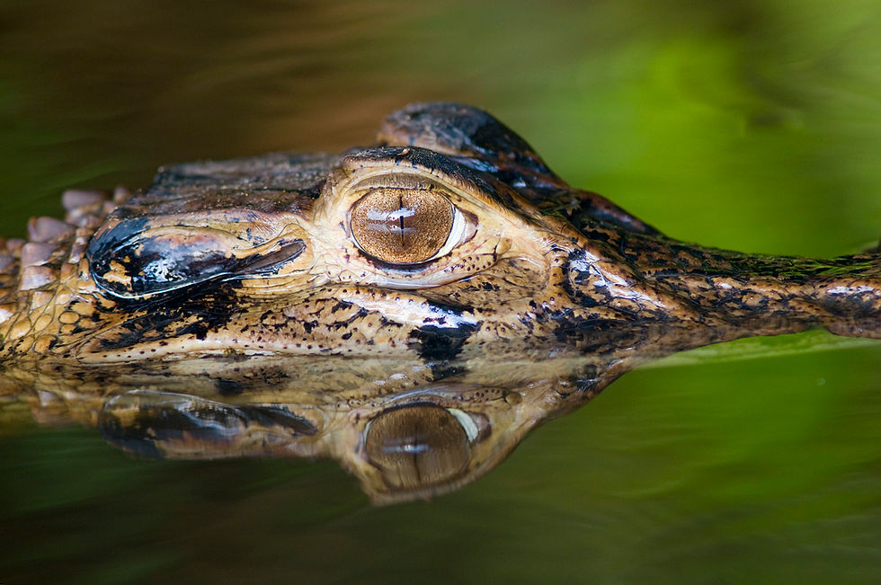CAIMAN YACARE