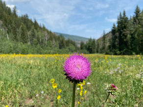 structuring a series of books