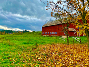 beatrix bobbit's new year conundrum