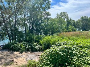 beatrix bobbit and the rescue mission