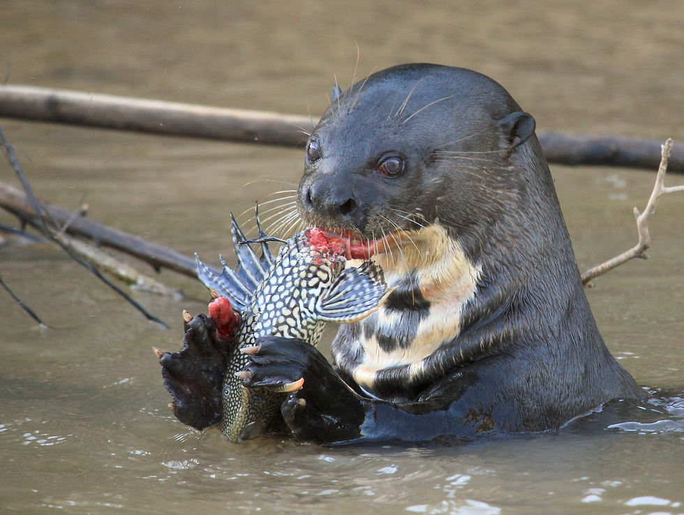 Giant river otter