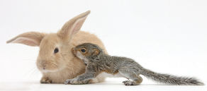 The Rabbit And The Squirrel
