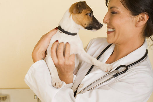 doctor-holding-dog-2156513.jpg