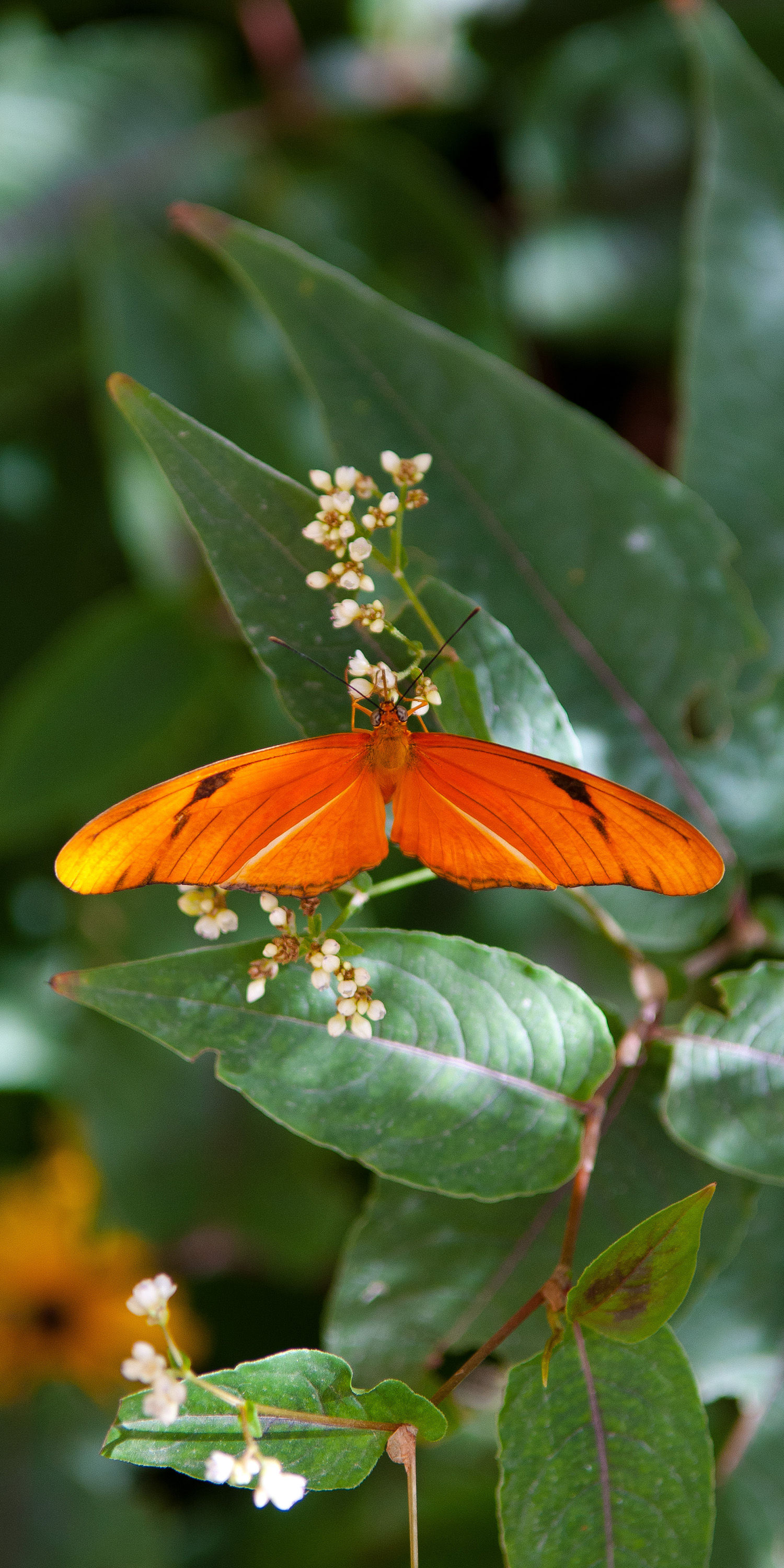 Julia Haliconian (Signed • Numbered • Limited Edition)