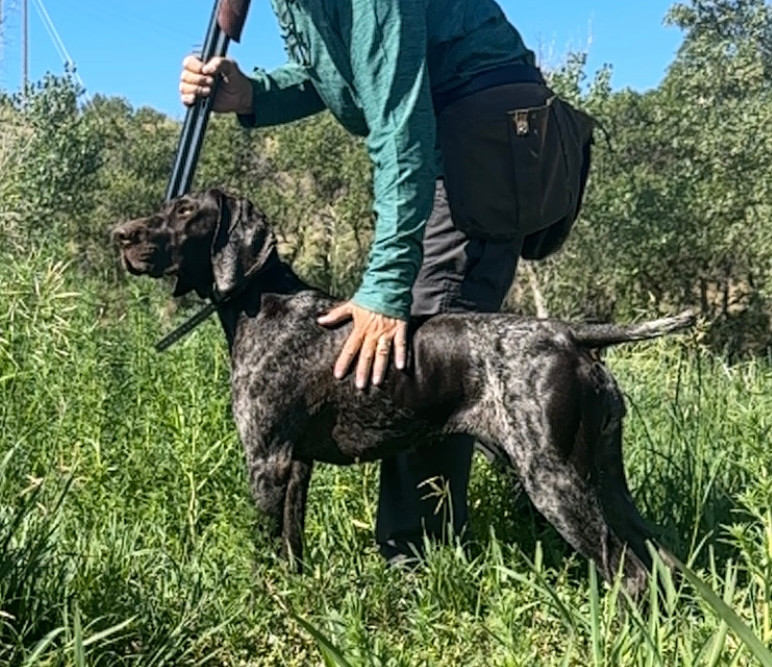 Jade quieting down for a versatile dog training session