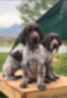 german shorthair puppy for sale