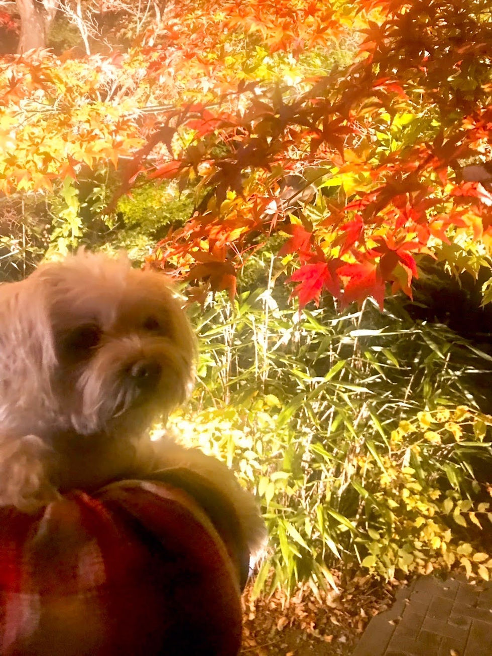 紅葉 愛犬