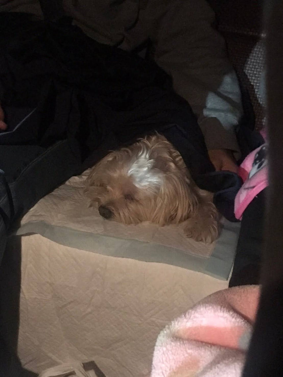 寝ている犬
