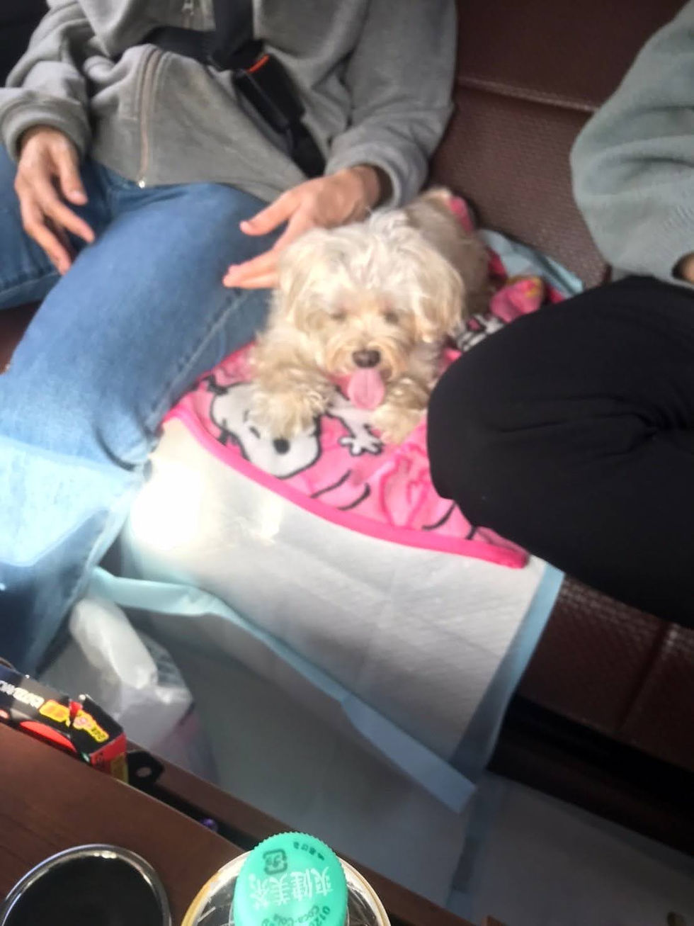 犬 ハイエース