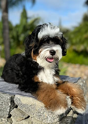 Micro Mini Bernadoodle Stud
