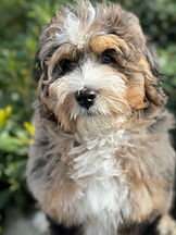 Tri Merle Bernedoodle near me