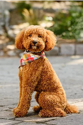 Nash Stud Dog