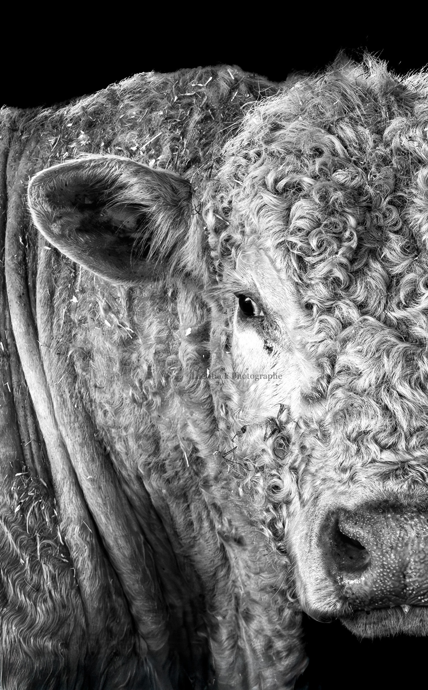 Le colosse charolais