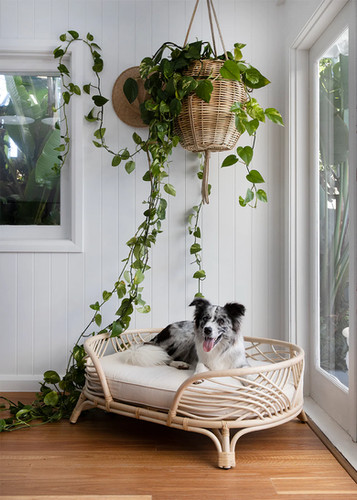 Snapshot of Sitting Rattan Dog Bed