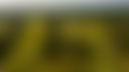 Timberwolf Named Amateur Host!