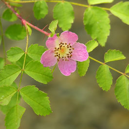 Northwest Native
