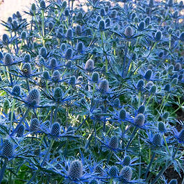 Hybrid origin (parent species: E. alpinum and E. bourgatii)