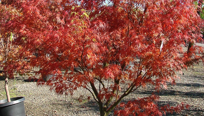 Laceleaf Japanese Maple 'Seiryu'