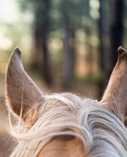 Natural horse riding theme. Photo from the saddle. Ears of a palomino horse against the ba