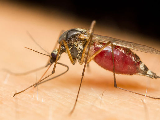 Blue Hills, Five Cays Lead Dengue Cases