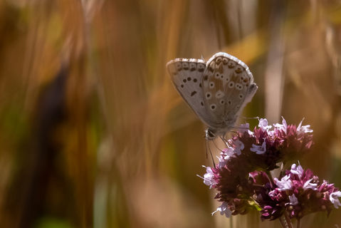 IMG_9679.jpg