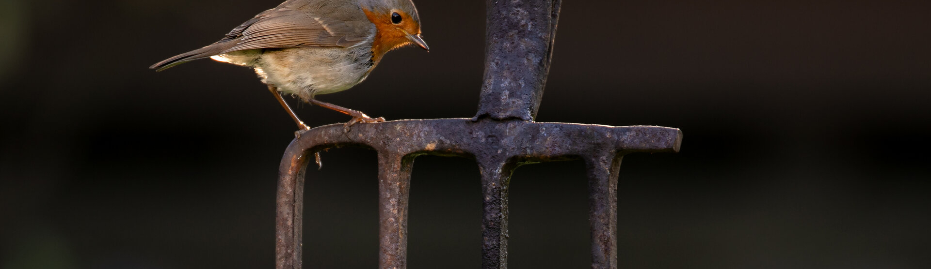 Robin92aA9JonHawkins.webp