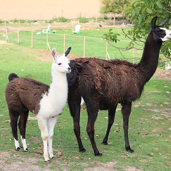 stage mini-ferme Grez-Doiceau animaux