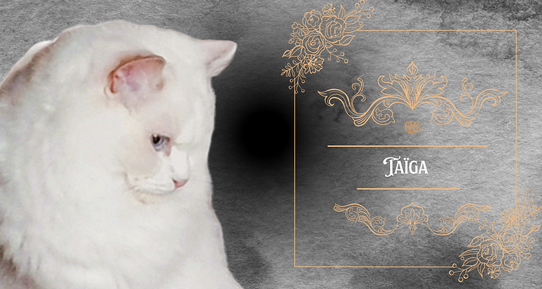 ragdoll lilac bicolor