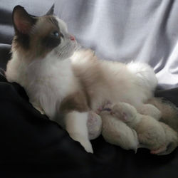 bebe ragdoll loof