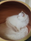 Uchka_seal tortie point mitted