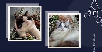 portée scheyenne ragdoll loof seal tabby.jpg