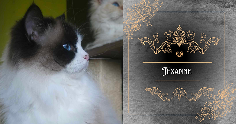 Texanne ragdoll seal bicolor