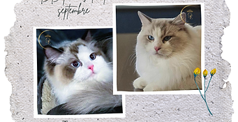 Toscane & Urban ragdoll loof
