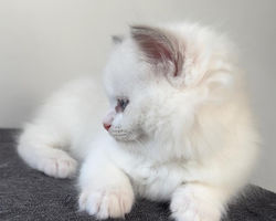 bebe ragdoll loof