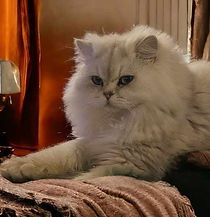 Tomas_british longhair loof black silver shaded