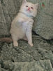 ragdoll, blue, tabby, bicolore, ile de france, loof, yvelines, chaton