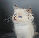 ragdoll yvelines seal tortie