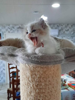 chaton ragdoll loof