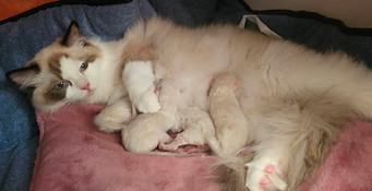 chaton ragdoll à adopter