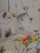 ragdoll, blue, tabby, bicolore, ile de france, loof, yvelines, chaton