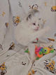 ragdoll, blue, tabby, bicolore, ile de france, loof, yvelines, chaton