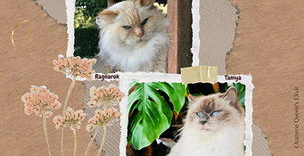 Taniya&Ragnarok_2024.png